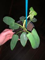 Philodendron Martianum, Enlèvement ou Envoi