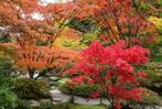 Prachtige 4-Delige Set Japanse Esdoorns. Bonsai. Winterhard., Verzenden, Zomer, In pot, Halfschaduw