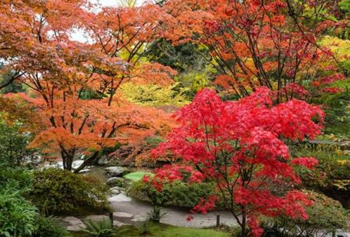 Prachtige 4-Delige Set Japanse Esdoorns. Bonsai. Winterhard., Jardin & Terrasse, Plantes | Arbres, Ombre partielle, Été, En pot