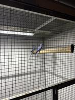 Kweekkoppel halsband halsbandparkieten, Dieren en Toebehoren, Vogels | Parkieten en Papegaaien, Parkiet, Geringd