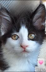 Mainecoon kittens, Dieren en Toebehoren, Poes, Gechipt, 0 tot 2 jaar