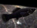 Black molly's, Dieren en Toebehoren