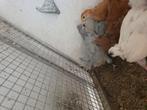 4 Araucana lavander kuikens, Dieren en Toebehoren, Pluimvee