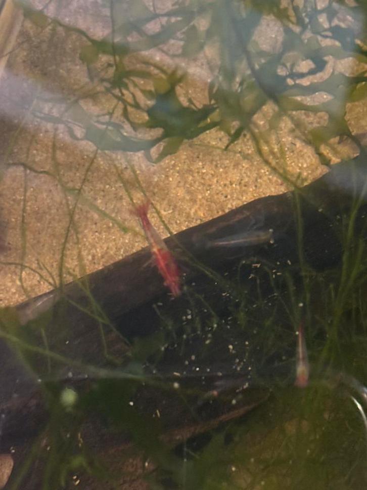 Rili red neocardina garnalen (medium grade), Dieren en Toebehoren, Vissen | Aquariumvissen, Zoetwatervis, Kreeft, Krab of Garnaal