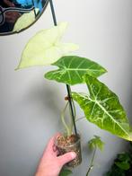 Alocasia frydek Variegata, Enlèvement ou Envoi