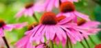 Echinacea/ zonnehoed,, Tuin en Terras, Zomer, Vaste plant, Overige soorten, Ophalen