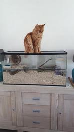 Gerbilarium met extra sterke deksel – Katproof, Minder dan 60 cm, Nieuw, Ophalen of Verzenden, Hok