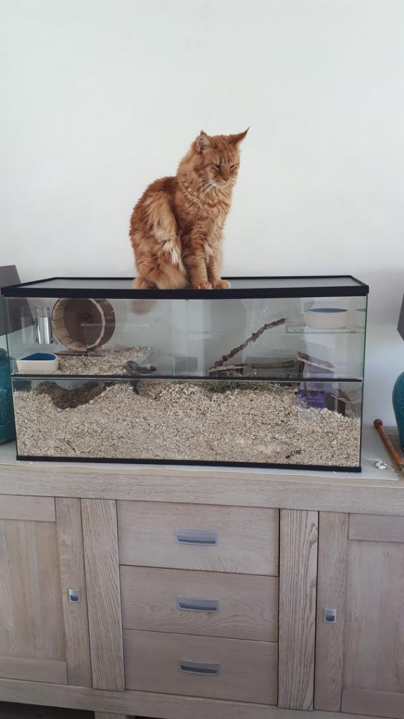 Gerbilarium met extra sterke deksel – Katproof, Dieren en Toebehoren, Knaagdieren en Konijnen | Hokken en Kooien, Nieuw, Hok, Minder dan 60 cm