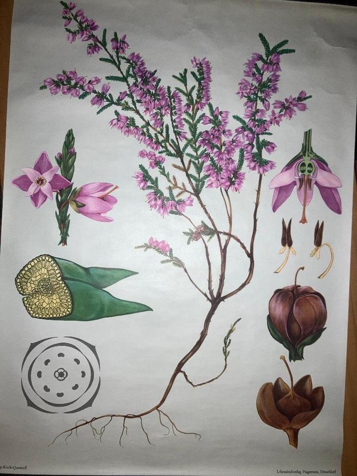 schoolkaart schoolplaat, Antiek en Kunst, Antiek | Schoolplaten, Ophalen