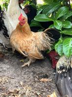 Ruilen chabo kip, Dieren en Toebehoren, Kip