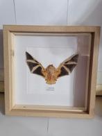 Taxidermy, Verzamelen, Verzenden, Nieuw, Insect, Opgezet dier