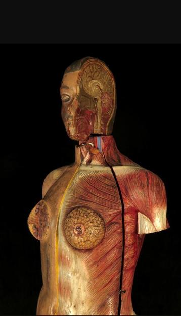 Anatomisch model levensgroot medisch beschikbaar voor biedingen