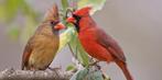 Rode kardinaal pop, Dieren en Toebehoren, Vogels | Overige Vogels, Vrouwelijk, Tropenvogel