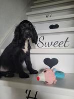 Engelse cocker pups reuke groeit op in m'n huisje!, België, Fokker | Hobbymatig, Reu, CDV (hondenziekte)