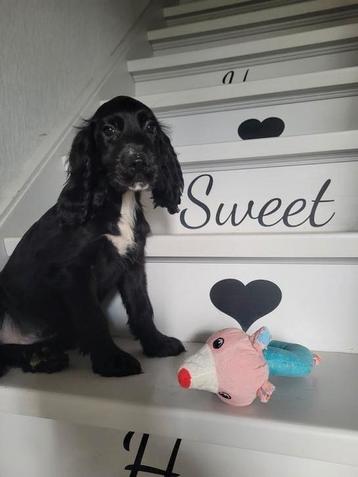 Engelse cocker pups reuke groeit op in m'n huisje!  beschikbaar voor biedingen
