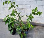 Ficus benjamina / treurvijg / waringin, 30 - 40 centimeter, Groene kamerplant, Ophalen of Verzenden, Ficus, Minder dan 100 cm
