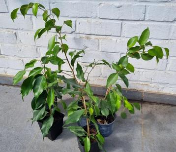Ficus benjamina / treurvijg / waringin, 30 - 40 centimeter beschikbaar voor biedingen