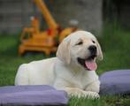 Labrador pups, CDV (hondenziekte), Meerdere, 8 tot 15 weken, België