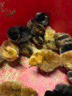 Cream legbar kuikens, Dieren en Toebehoren, Pluimvee, Kip