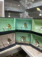 Glosters à vendre à Hasselt