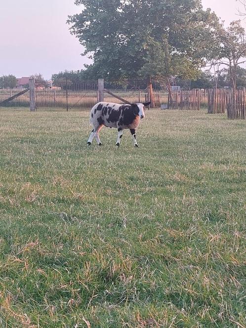 Baggerbonte, bonte, schapen, lam, Dieren en Toebehoren, Schapen, Geiten en Varkens