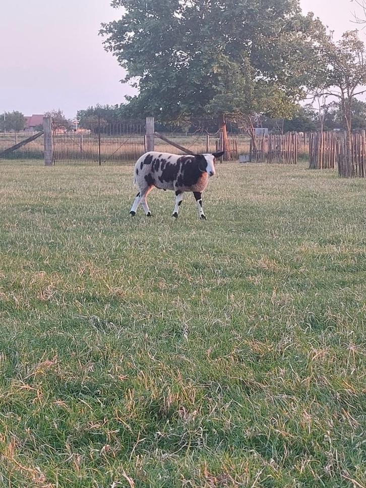 Baggerbonte, bonte, schapen, lam, Dieren en Toebehoren, Schapen, Geiten en Varkens