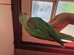 Grote Alexanderparkiet, Dieren en Toebehoren, Vogels | Parkieten en Papegaaien, Geringd