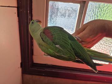 Grote Alexanderparkiet  beschikbaar voor biedingen