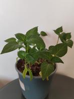Jonge biologische espelette-peperplant, Tuin en Terras, Ophalen of Verzenden, Winter