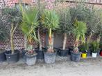 Washingtonia, Volle zon, Ophalen of Verzenden, 100 tot 250 cm, Zomer