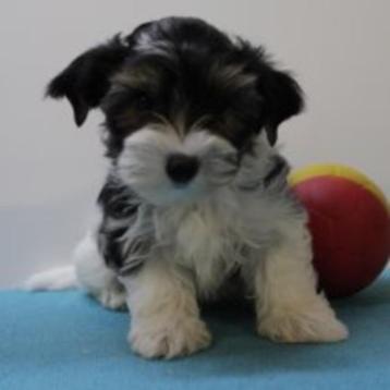 Biewer Yorkshire (reutjes) Belgische pups beschikbaar voor biedingen