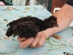 Kippen, Dieren en Toebehoren, Vrouwelijk