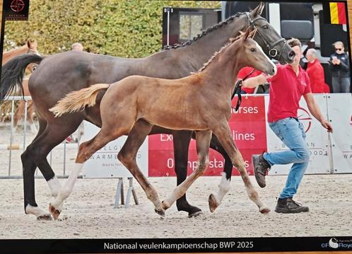 Springpaard merrieveulen, Dieren en Toebehoren, Paarden, Springpaard