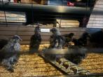 kuikens zijdehoenders SILKIES (USA), Dieren en Toebehoren, Meerdere dieren, Kip