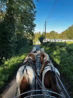 Twee pony's te koop, Dieren en Toebehoren