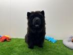 Chow Chow pups, België, Overige rassen, 8 tot 15 weken, CDV (hondenziekte)