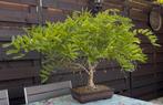 Bonsai Glycine - Wisteria Floribunda - 26 jaar, Ophalen