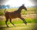 Verschillende lusitano veulens te koop, Dieren en Toebehoren, Paarden