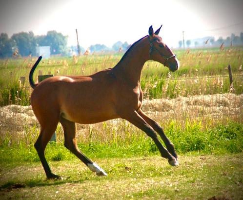 Verschillende lusitano veulens te koop, Dieren en Toebehoren, Paarden