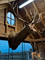 Super groot hertenkop 180 cm 140 cm 140 cm, Antiek en Kunst, Ophalen of Verzenden