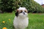 Shih Tzu,bruin wit, reutje, België, 8 tot 15 weken, Eén hond, Fokker | Professioneel