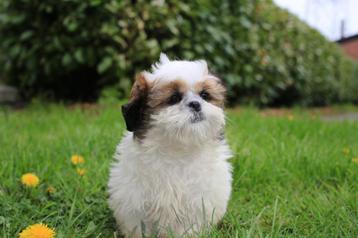 Shih Tzu, brun blanc, garçon, Chien (mâle), Autres races, Belgique, Un chien