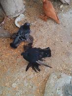 Duitse enkel snavelgekapte trommelduiven, Dieren en Toebehoren, Vogels | Duiven