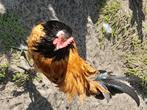 Pluimvee, Dieren en Toebehoren, Pluimvee, Mannelijk, Kip