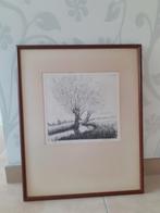 Ets - Wilgen, Antiek en Kunst, Kunst | Etsen en Gravures, Ophalen of Verzenden