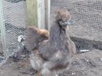 Zijdehoenders choco kleur, Dieren en Toebehoren, Pluimvee, Meerdere dieren, Kip