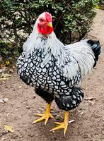 Wyandotte haan (zilver-zwartgezoomd), Dieren en Toebehoren, Pluimvee, Mannelijk, Kip