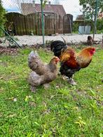 Brahma meerzomig goud en blauwpatrijs, Meerdere dieren, Kip