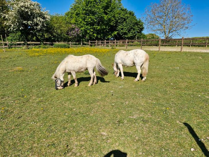 weide met schuilbox te huur voor shetlander of mini paardje, Dieren en Toebehoren, Stalling en Weidegang