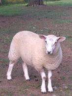 ooilammeren te koop, Dieren en Toebehoren, Vrouwelijk, Schaap, 0 tot 2 jaar